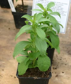 物种日历 来自菊花的甜蜜,你可能也吃过
