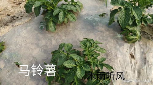 吡虫噻嗪酮是什么药剂 吡虫噻嗪酮怎样防治土豆害虫