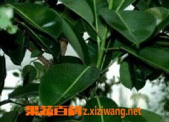 橡皮树的功效与作用,橡皮树的食用方法 果蔬百科全说