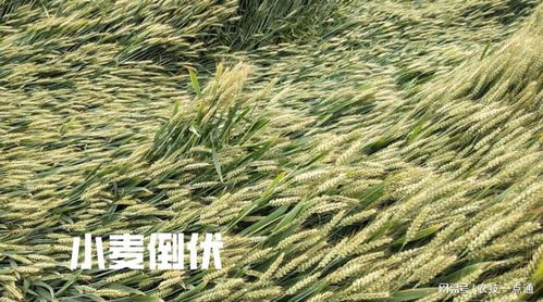 小麦打矮壮素的最佳时间你是否知道 错过最佳时间,小麦受影响