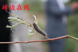 靖边县三万亩林地发生柳毒蛾虫害