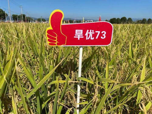 节水抗旱稻旱优73稻米品质优,附旱种旱管和水种旱管栽培技术要点