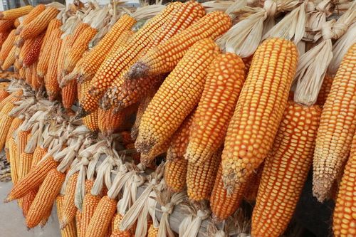 2月7日饲料原料 豆粕价格跌幅收窄,年前玉米市场 降温 结束
