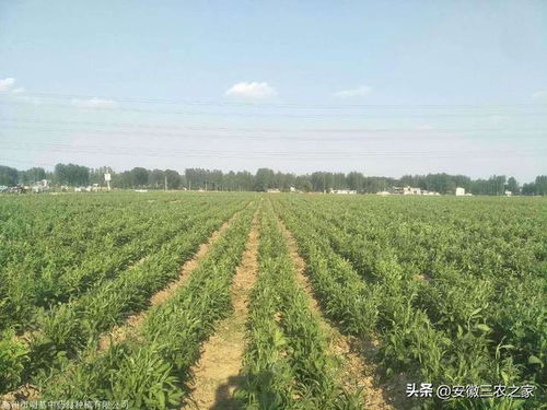 黄芪和白术都属于40大宗药材,种植1000亩哪个利润高,亩产量如何