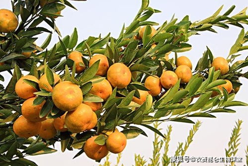 柑橘黄叶死苗用什么药效果好 根腐病预防方法,柑橘根腐病的防治方法有什么
