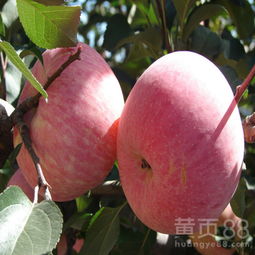 【北京周边苹果树嫁接苗、北京周边矮化苹果树苗新品种】- 黄页88网