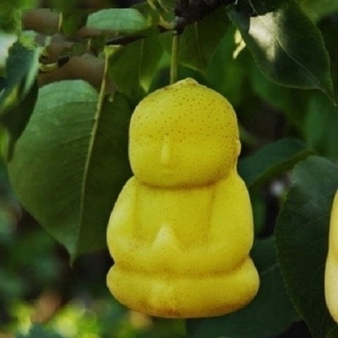 人参果北方可以种植吗