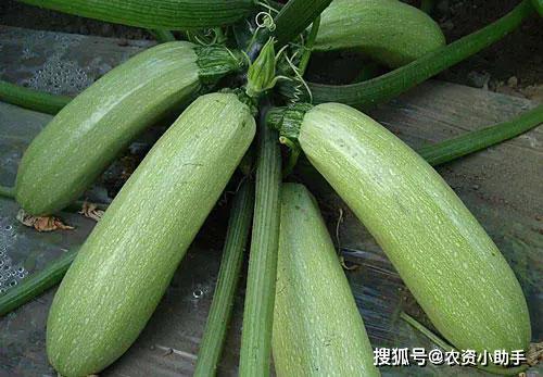 叶枯叶霉病的特效药根小子,软腐烂根怎么回事,西葫芦枯萎黄萎怎么回事