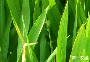 水稻干尖线虫病的防治方法