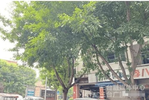 融媒新关注 行道树遮住采光,管理部门已经在行动