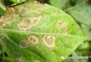辣椒常见生理病害及解决方案