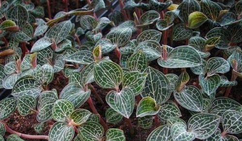 种植金线莲需注意哪些事项