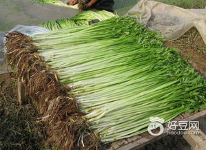 春天来了 让我们挖野菜去
