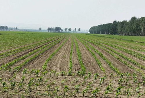 种植春玉米,有人亩产2000斤,有人1000多斤,正确施用底肥是关键
