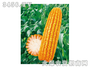 银兴 郑单958 银兴种业
