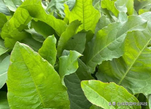 蛋白含量相当于大豆的营养,种植成本低,养猪效益高,亩产30吨