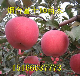葡萄 桃 苹果 平度市繁盛园艺场