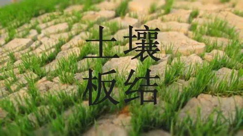 造成 土壤板结 的7大原因