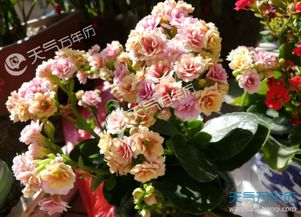 长寿花的功效
