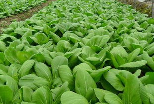 6月份种植蔬菜容易出现哪些病虫害 附防治技术要点