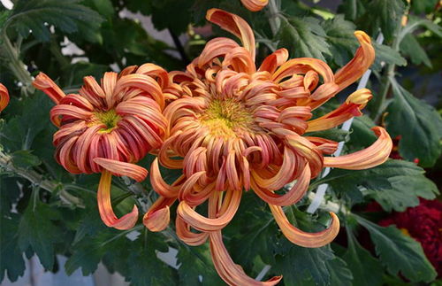 种植野菊花每亩利润多少钱 菊花种植前景以及利润