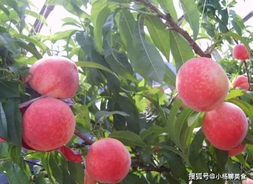 桃子正当季,很多人不懂挑 老果农 记住三点,买的个个甜