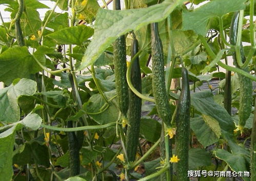 黄瓜枯萎黄萎病如何预防 黄瓜根腐病用什么药 黄瓜黄叶死苗怎样处理