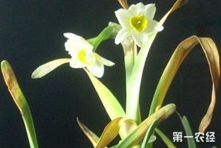 水仙花叶子发黄怎么办