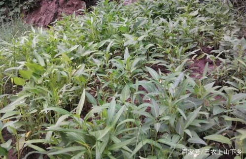 晚上好 7月11日每日农经分享 空心菜种植技术