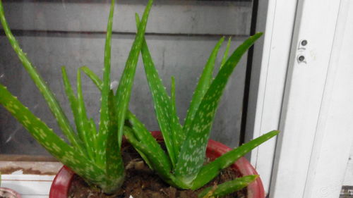 出门最容易 捡到 的5种花,拿回家剪几刀,不花钱成好看盆栽