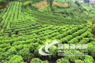 省第二批地标产品保护区筹建开始 宜宾两地入围