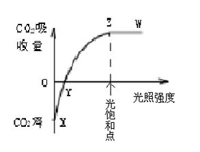 求光合作用图像及光饱和点光补偿点的位置