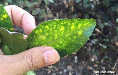 柑橘种植病症多,5月最烦脂点黄斑病,防治有妙招果农快快学起来