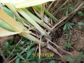 小麦纹枯病