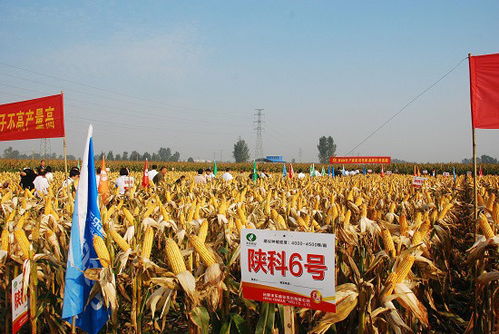 丰乐种业玉米品种 陕科6号 闪耀中国种子大会