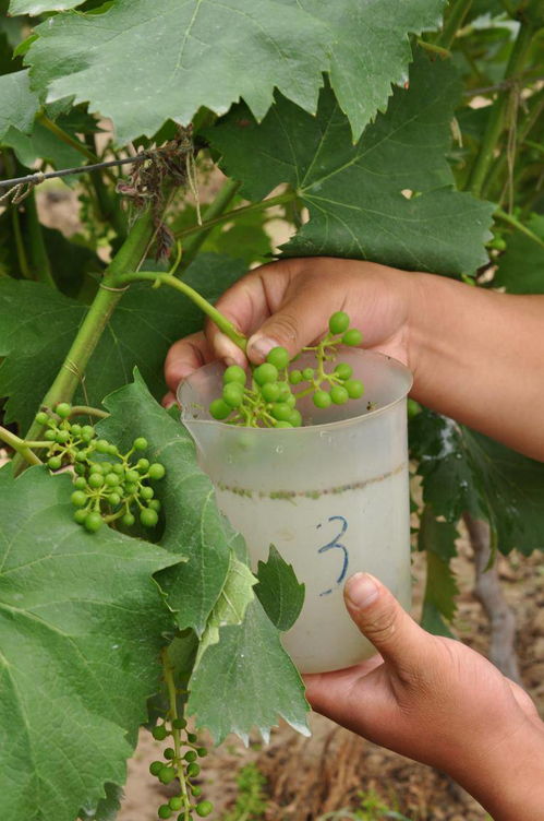 植物生长调节剂在葡萄生产中的应用