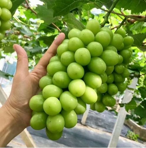 卖一串葡萄,中间商利润达80 ,阳光玫瑰为何会变成黑心玫瑰