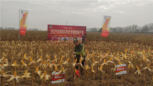 超1300斤 丰乐玉米 陕科6号 皖北创高产