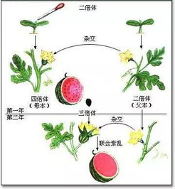 如何让水果 断子绝孙