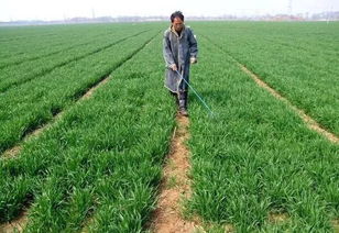 小麦什么时候除草效果最好 90 的农民其实都不知道