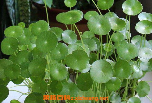 金钱草怎么养 金钱草的养殖方法和注意事项