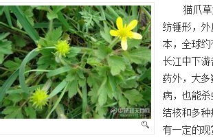 请问猫爪草长来什么样,农村叫什么草名