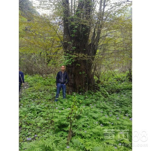 【四川省凉山州甘洛县有前途的中药材种植】- 黄页88网