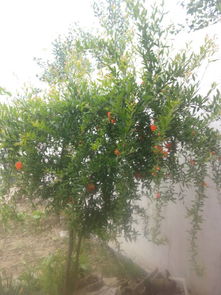 为什么石榴树只开花不结果