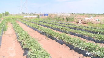 想知道景泰三道梁村如何在盐碱地里养鱼虾,种植农作物 一起来了解吧