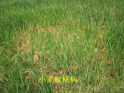 小麦纹枯病