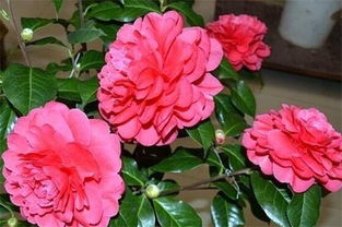 山茶花什么季节开花,大概在冬春季1 4月开花
