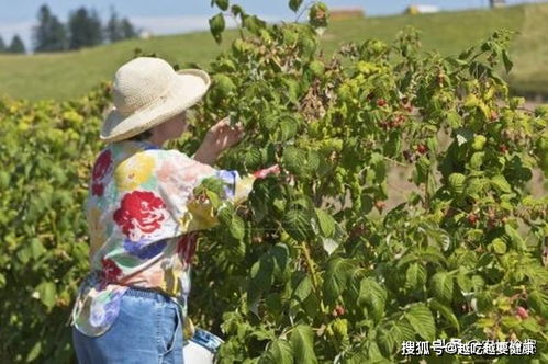 儿时爱吃的野果,如今已上市,一斤52元,却很少人规模种植
