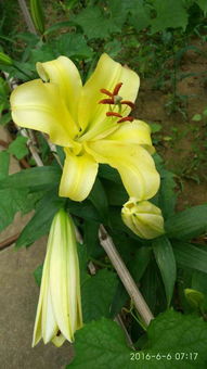 百合花长成这样了 什么时候开花种了半年了