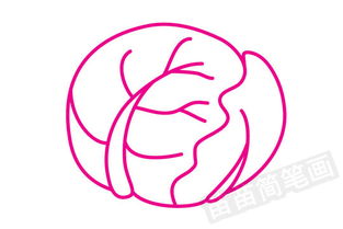 卷心菜简笔画图片大全 教程